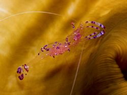 'Eggs inside' from Lembeh. Taken with Olympus E-20 in Tit... by Istvan Juhasz 